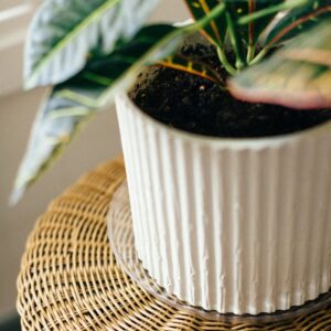 Vinyl Plant Saucer 8″ – Clear